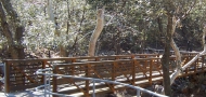 Madera Canyon Pedestrian Bridge